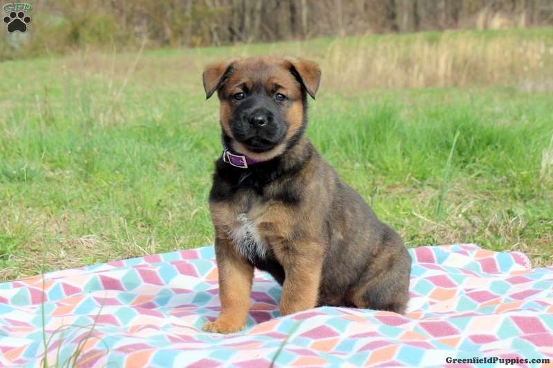 Rottweiler Mix Puppies For Sale | Greenfield Puppies