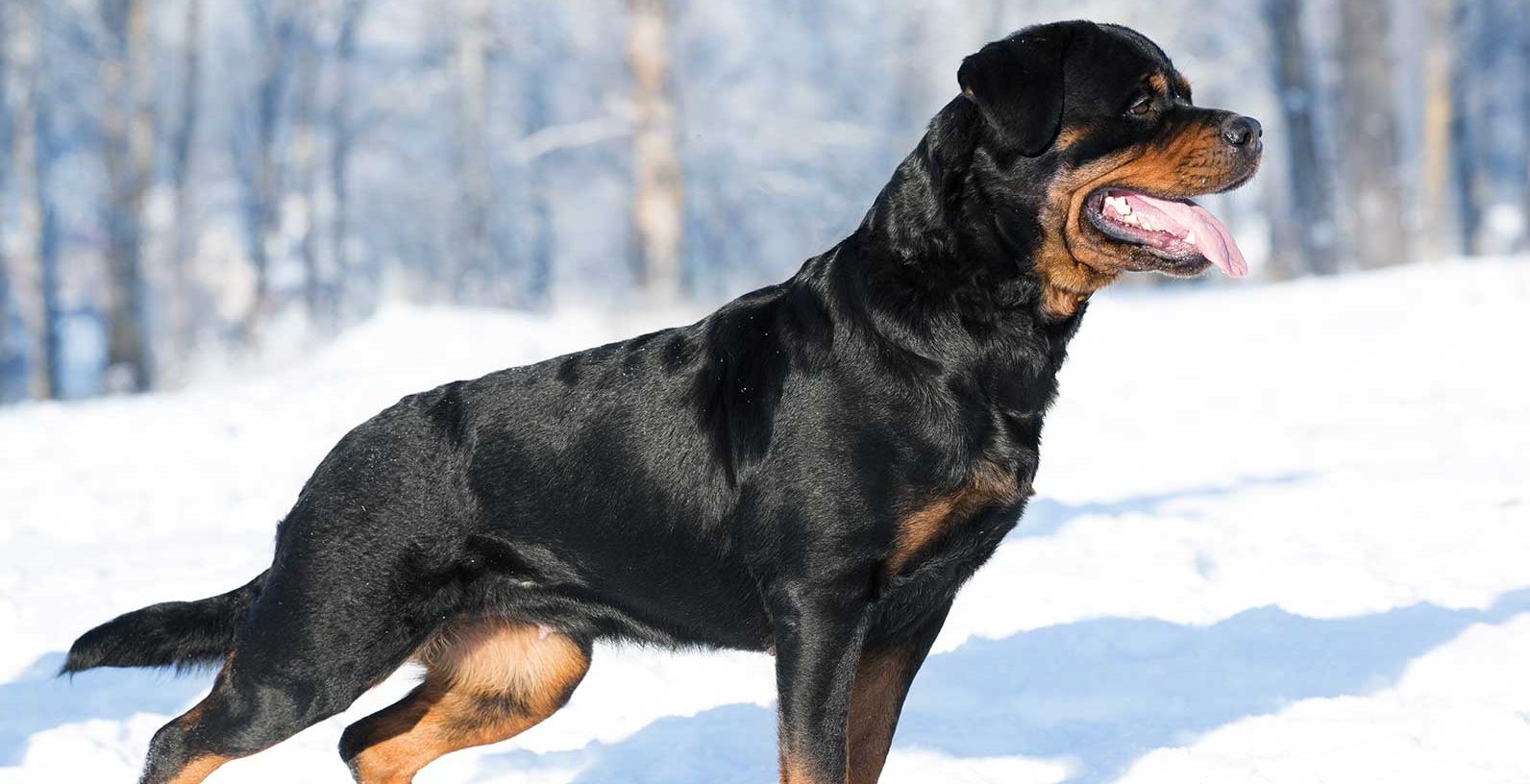 Rottweiler