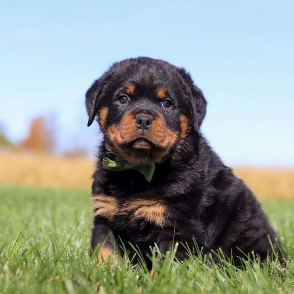 Minnesota - Greenfield Puppies