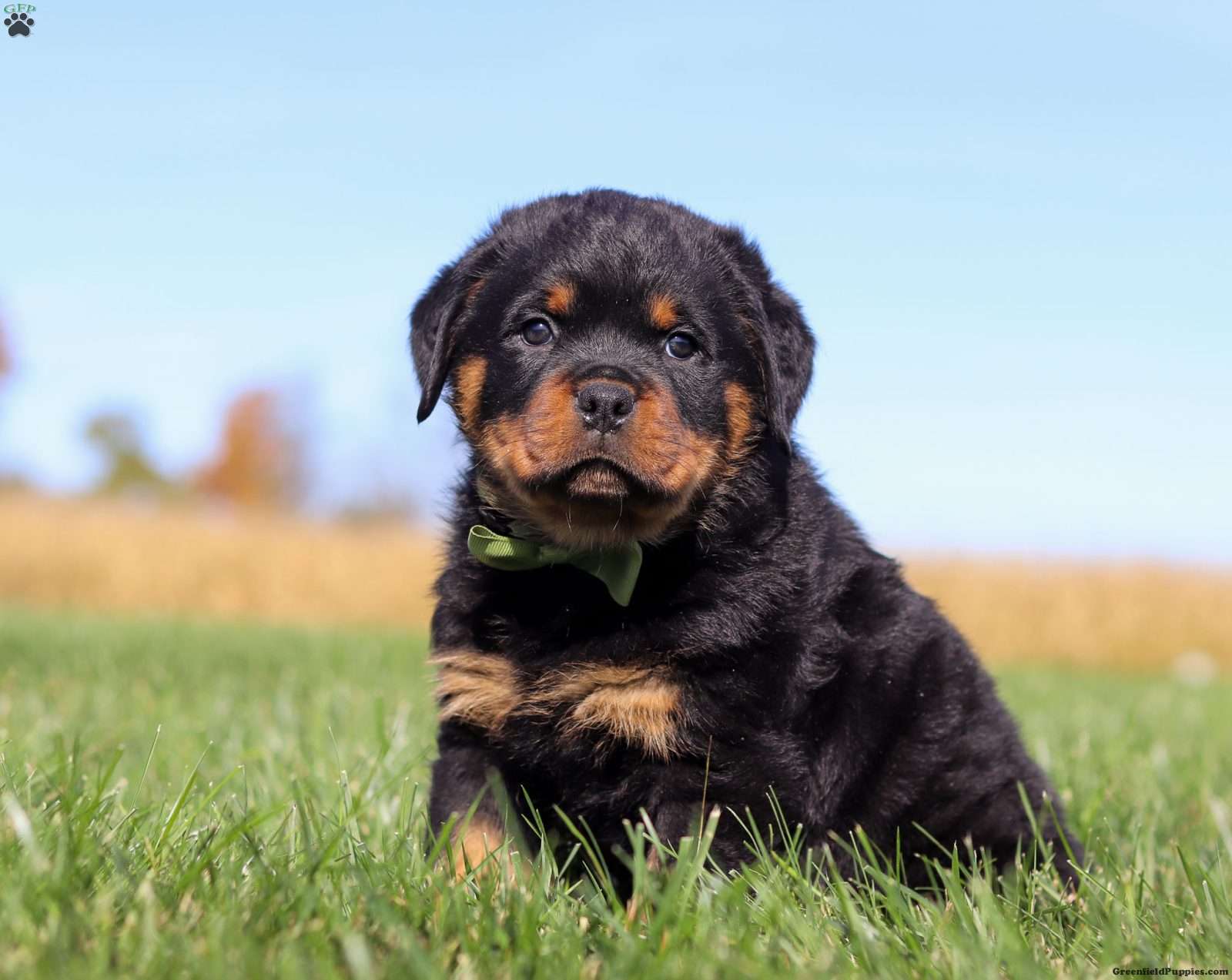 Puppy Mix Breed Of Rottweiler And Pitbull Rottweiler Husky Pit Mix Puppy Mix Breed Of Rottweiler And Pitbull Rottweiler Husky Pit Mix