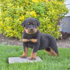 Rottweiler