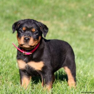 Rottweiler