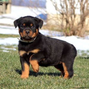 Rottweiler