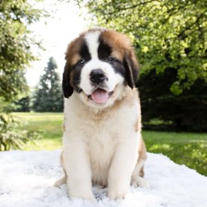 Saint Bernard