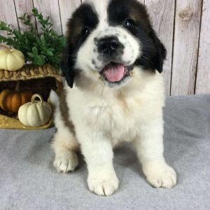 Saint Bernard