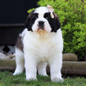 Saint Bernard