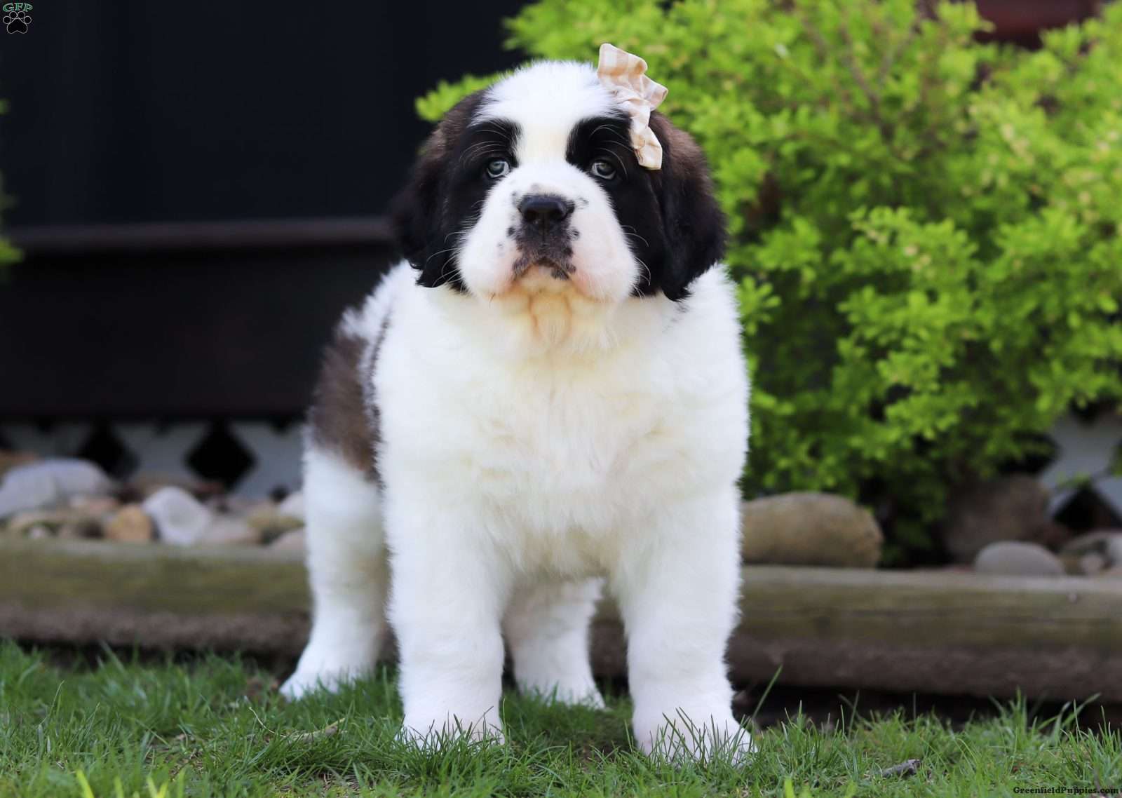 Saint Bernard Mix Puppies for Sale - Greenfield Puppies