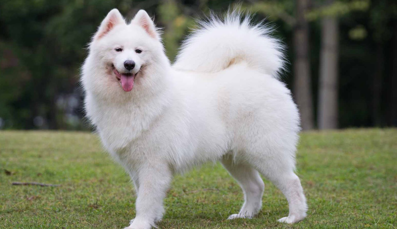 Samoyed 2024 teacup dog