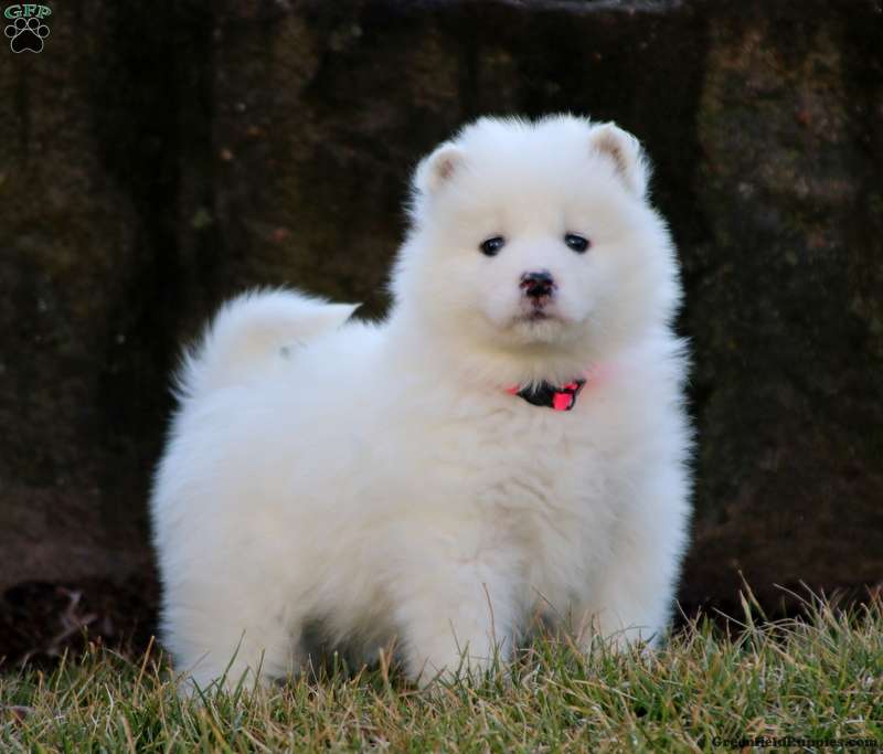 Samoyed Puppies For Sale - Greenfield Puppies