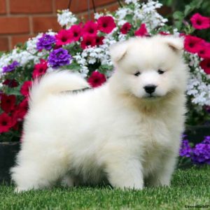 Samoyed