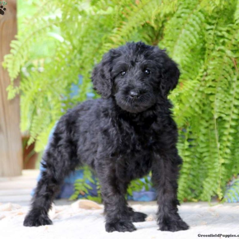 Schnoodle Puppies For Sale | Greenfield Puppies