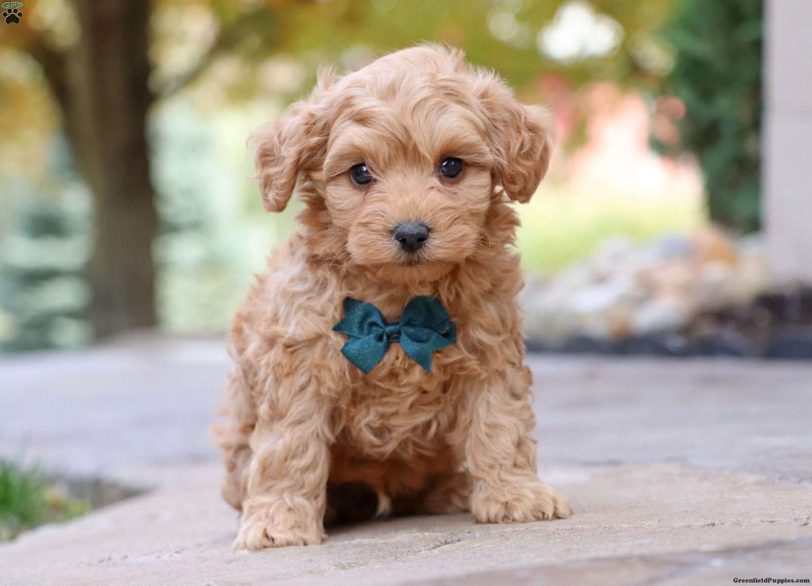 schnoodle puppy cost