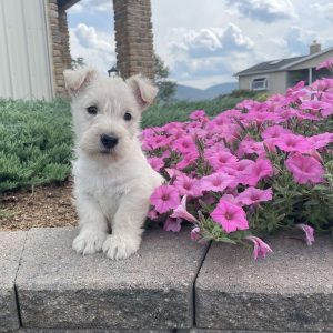 Scottish Terrier