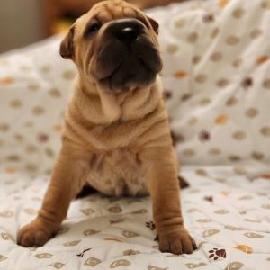 Shar Pei