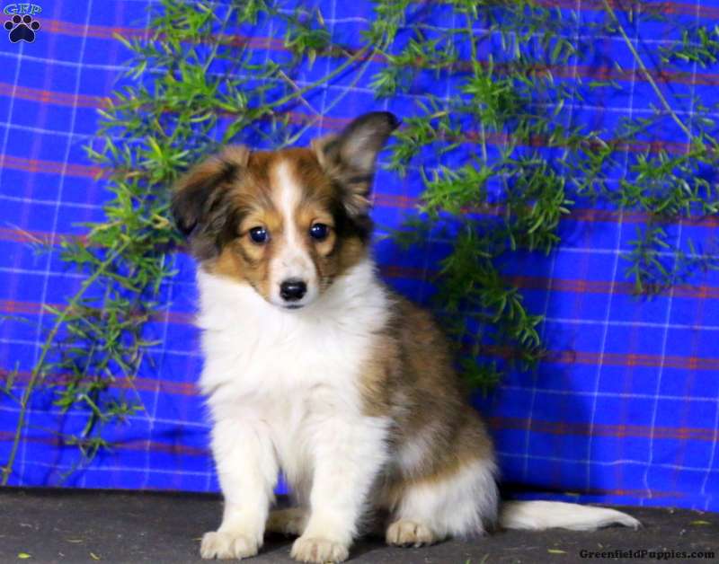 Gud Reproducere opnåelige Sheltie Mix Puppies for Sale | Greenfield Puppies