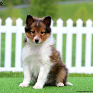 Shetland Sheepdog