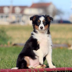 Shetland Sheepdog