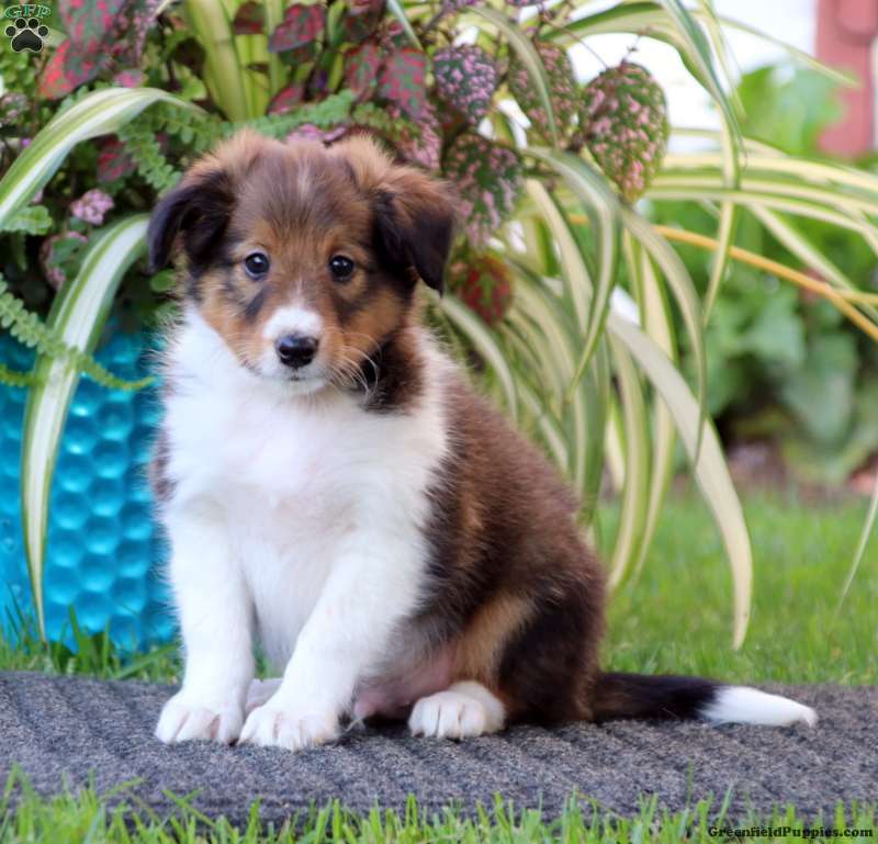 Sheltie Puppies For Sale Greenfield Puppies