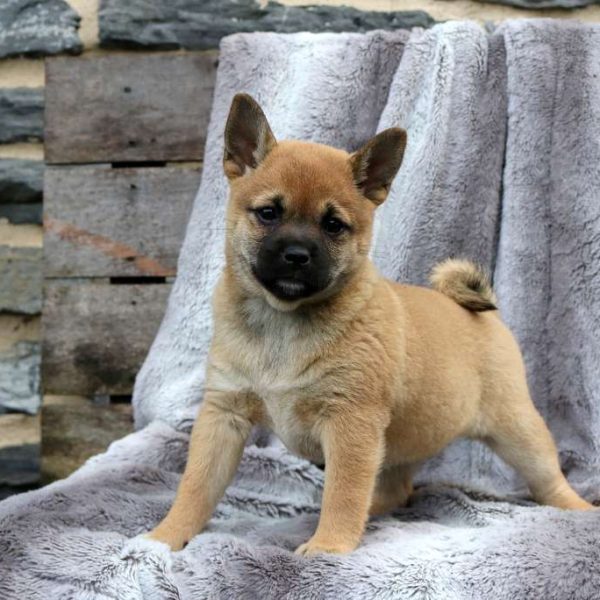 Shiba Inu Mix