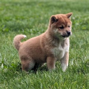 Shiba Inu