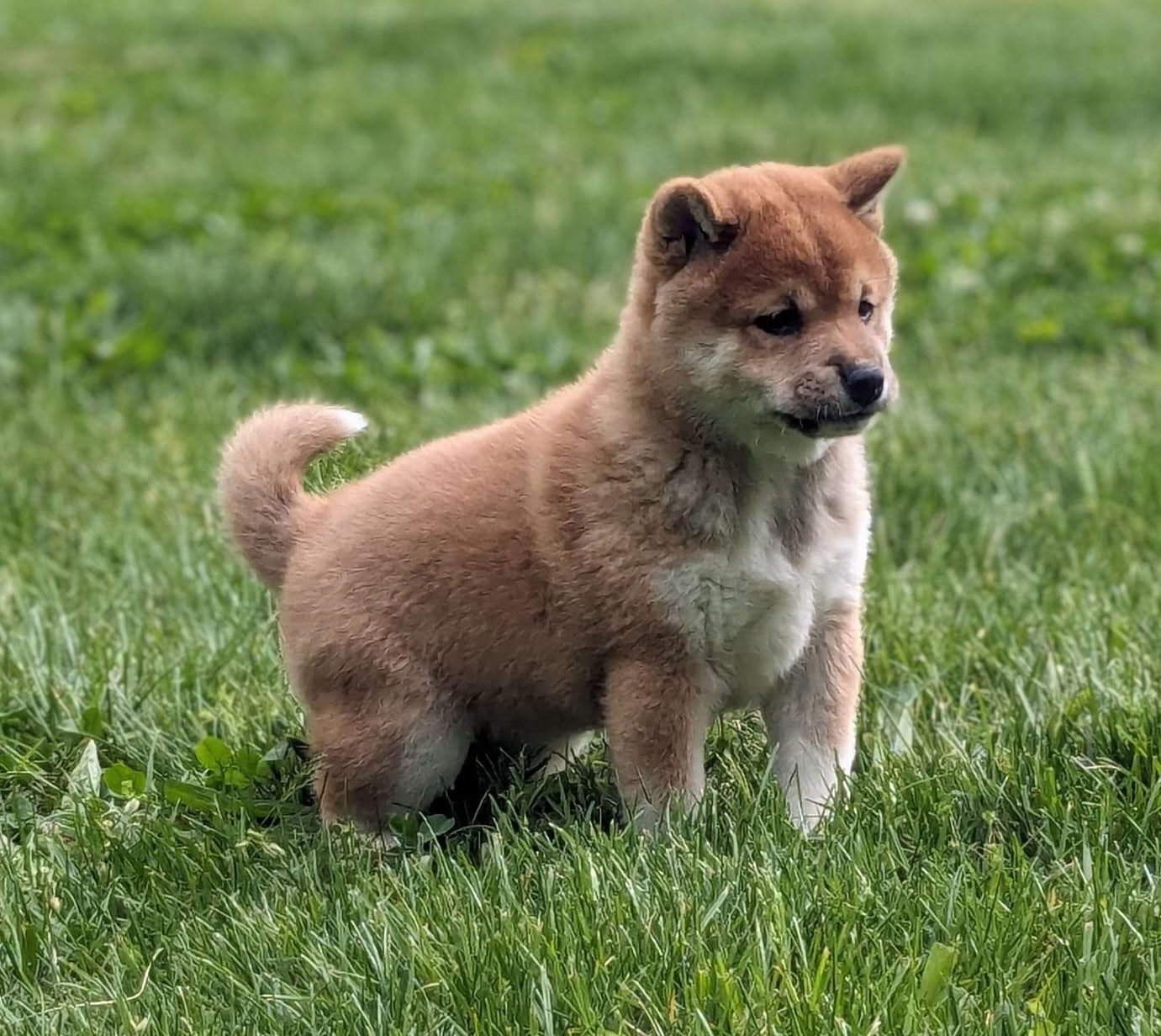 Shiba Inu Puppies For Sale | Greenfield Puppies