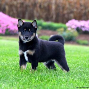 Shiba Inu