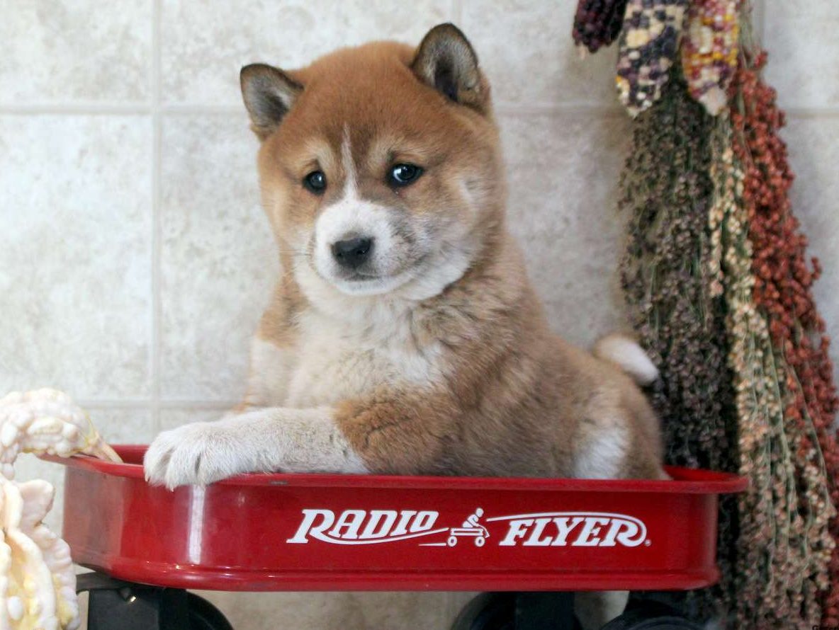 Shiba Inu Puppies For Sale | Greenfield Puppies