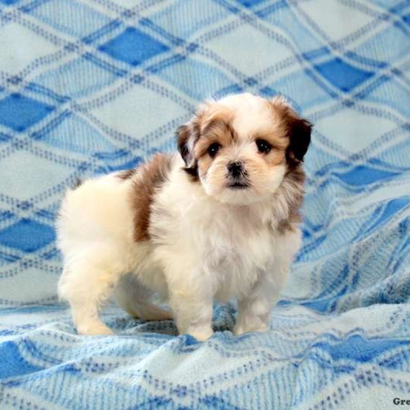 Teddy Bear Puppies for Sale Greenfield Puppies