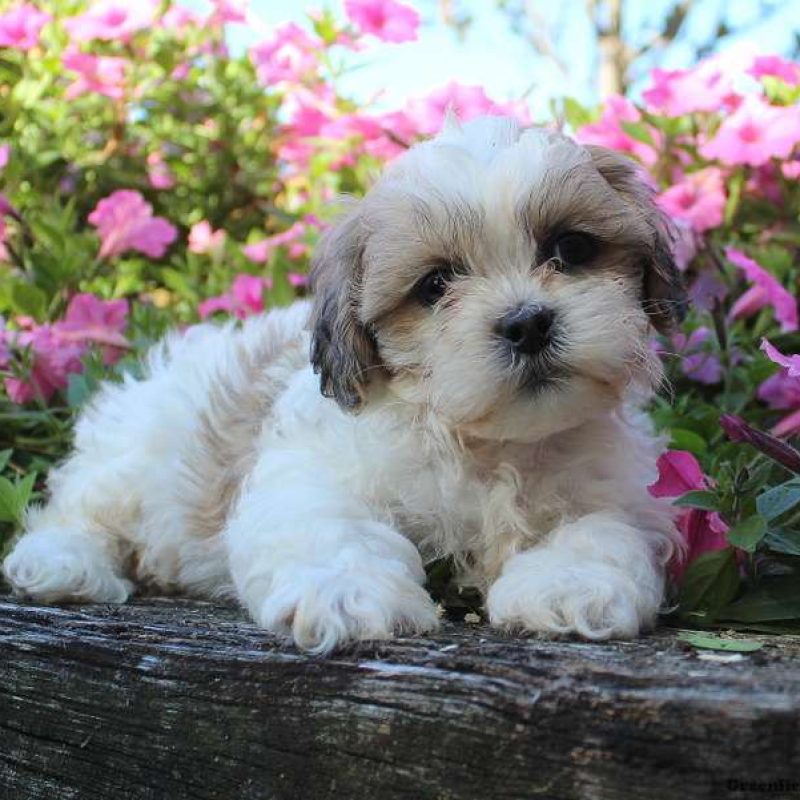 Teddy Bear Puppies for Sale | Greenfield Puppies