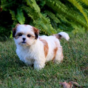 Shichon / Teddy Bear