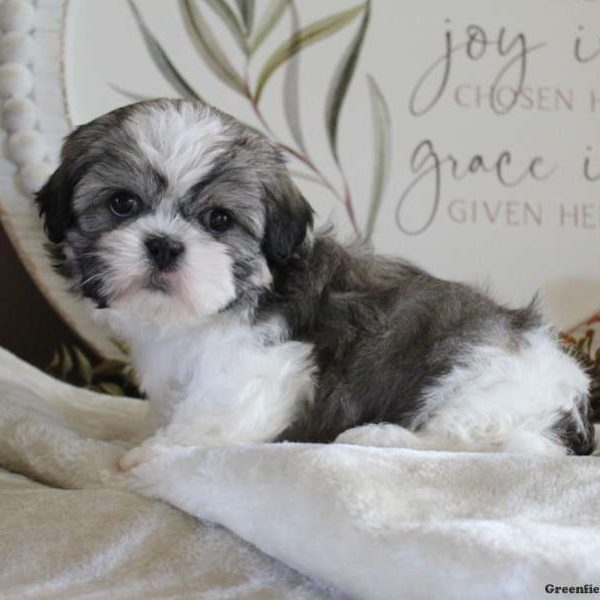 Mug liv konvertering Shih Apso Puppies For Sale | Greenfield Puppies