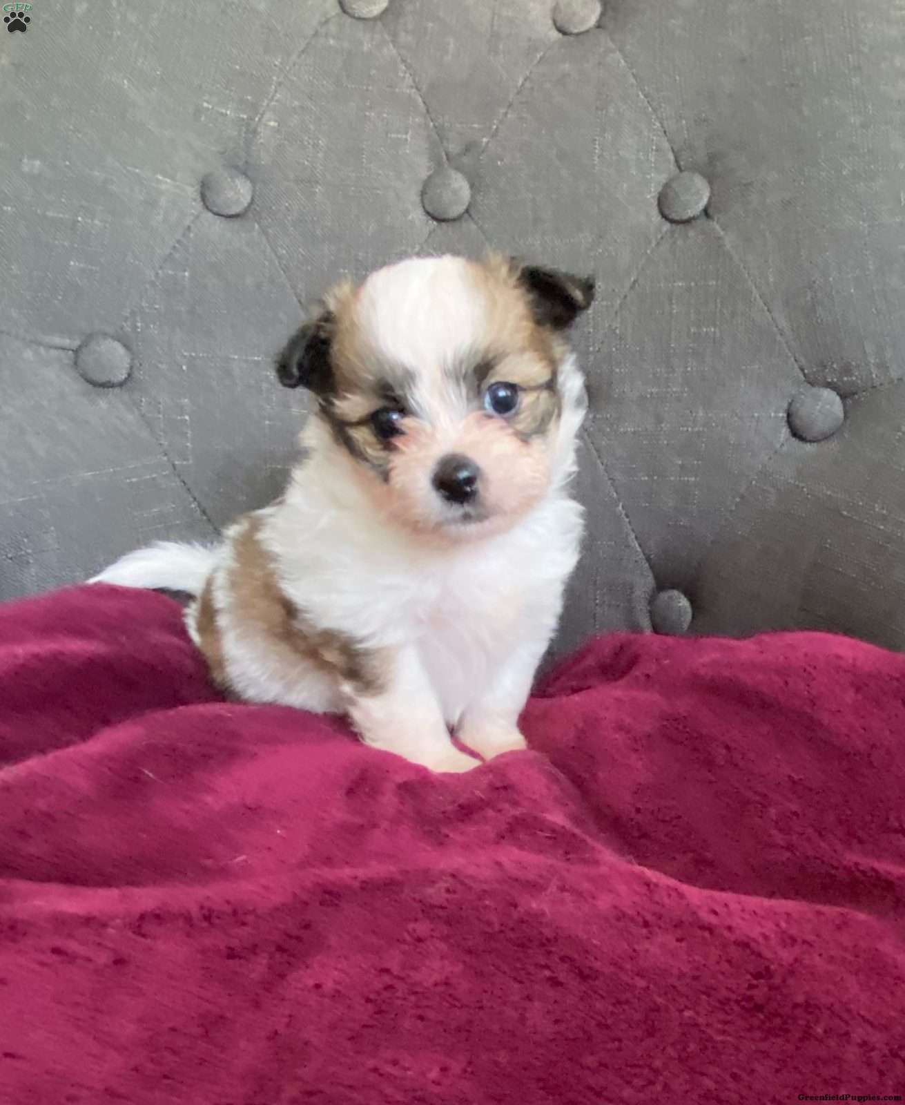 Pom-Shi Puppies for Sale