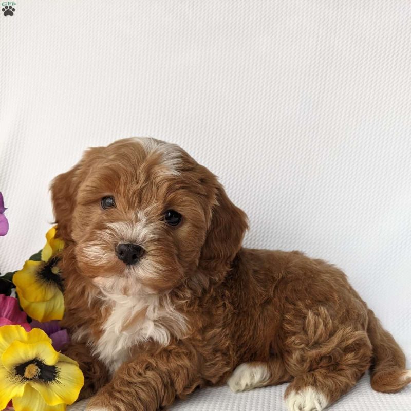 Shih-Poo Puppies For Sale | Greenfield Puppies