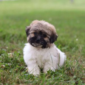 Shih-Poo