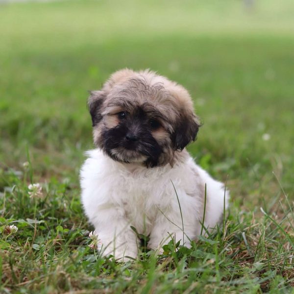 Shih tzu mixed with miniature poodle orders