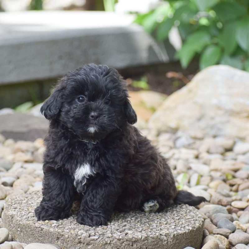 Shih-Poo Puppies For Sale - Greenfield Puppies