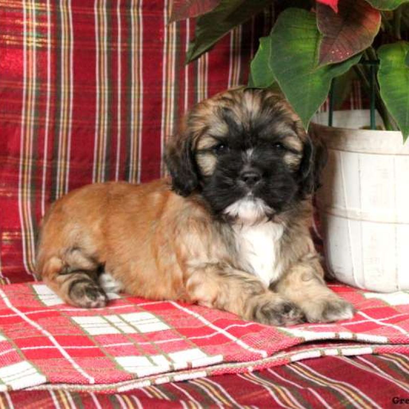 Shih Tzu Mix Puppies For Sale | Greenfield Puppies