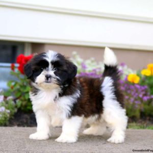 Shih Tzu Mix