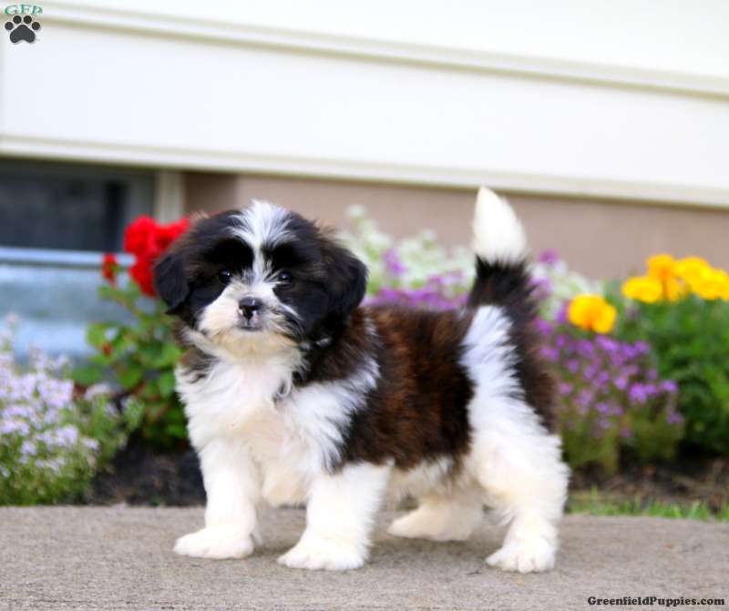 Shops puppyfinder shih tzu