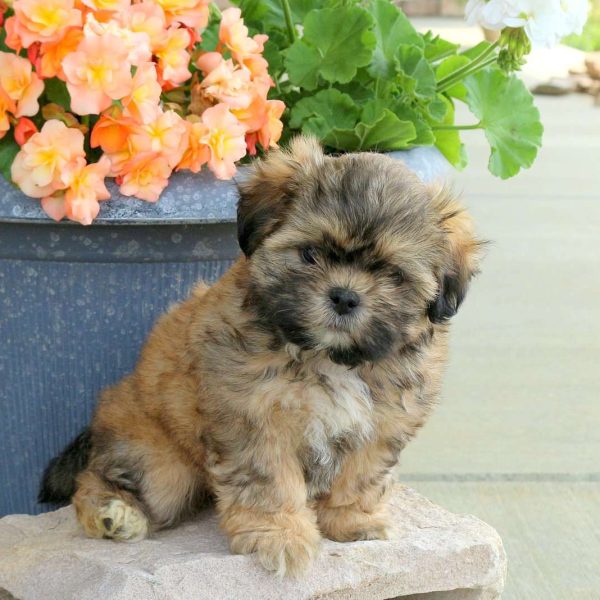 Shih Tzu Mix