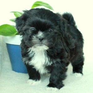 Shih Tzu Mix