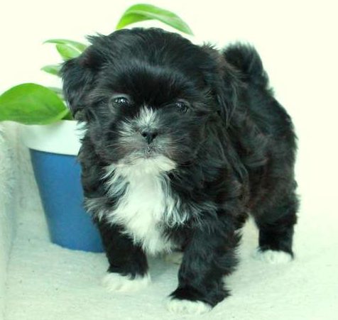 Shih Tzu Mix Puppies For Sale | Greenfield Puppies