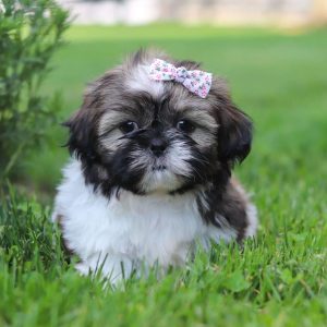 Shih Tzu