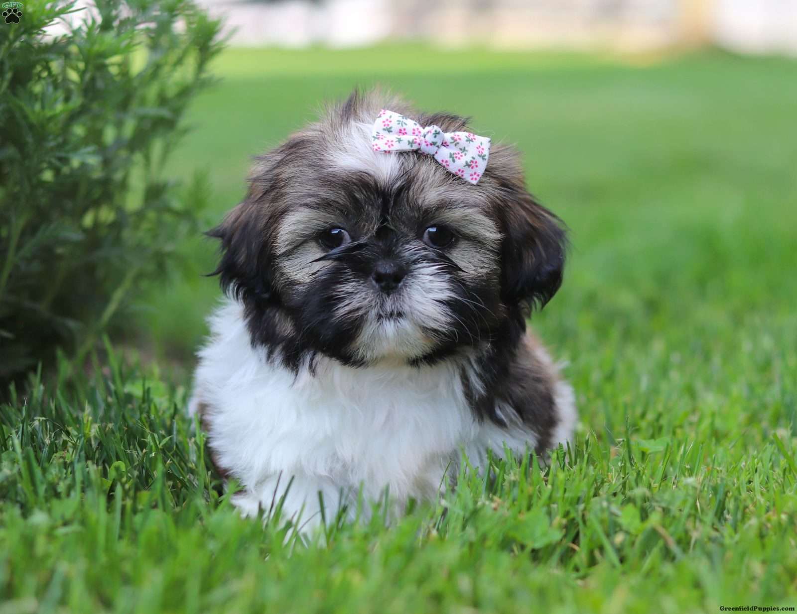 Shih Tzu Puppies For Sale - Greenfield Puppies