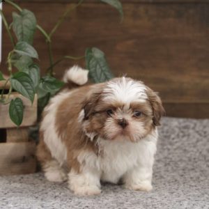 Shih Tzu