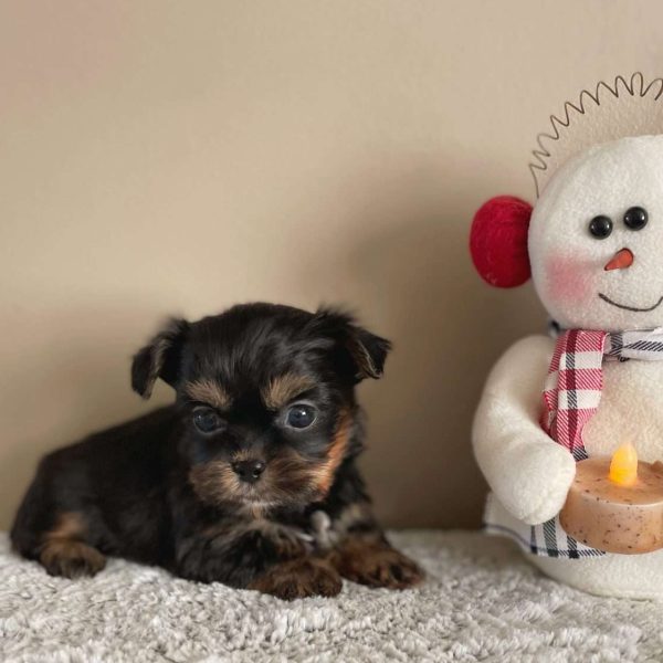 how big do shorkie poos get