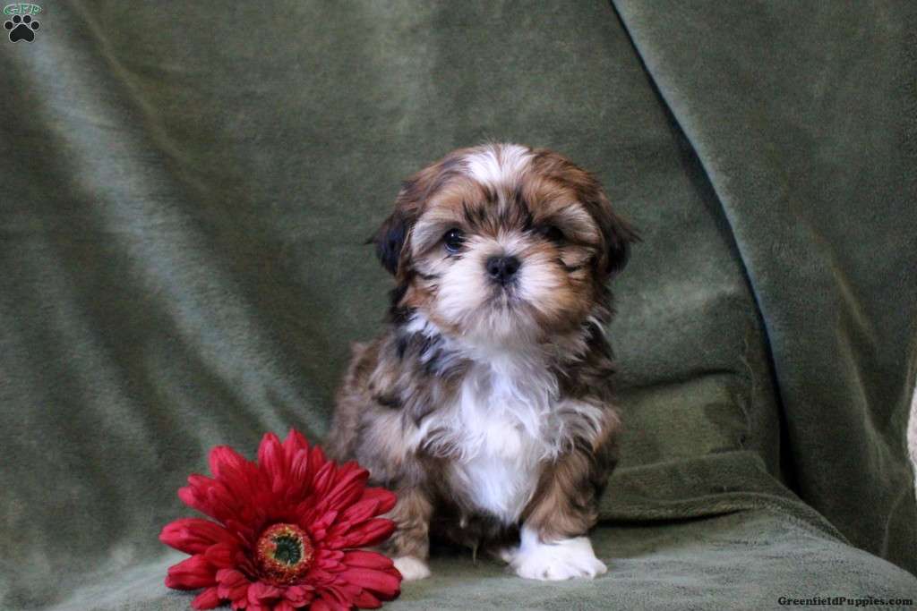 Buy a yorkie mixed with a shih tzu Outlet Black Friday