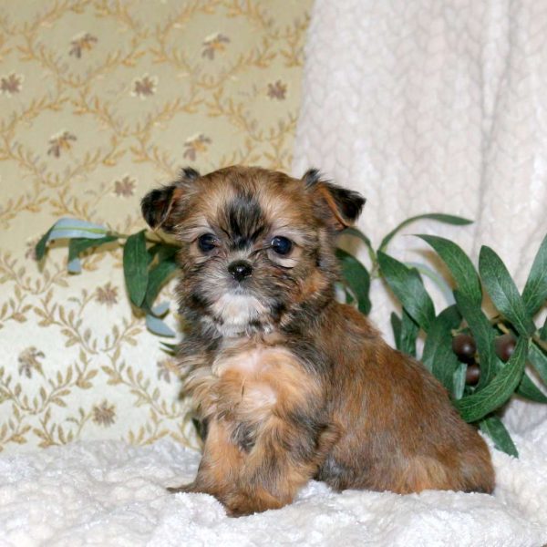 Shorkie