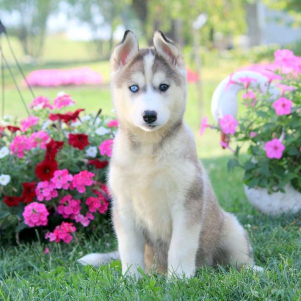 Siberian Husky Mix