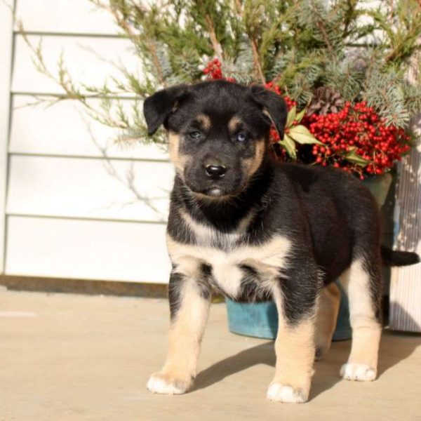 Siberian Husky Mix